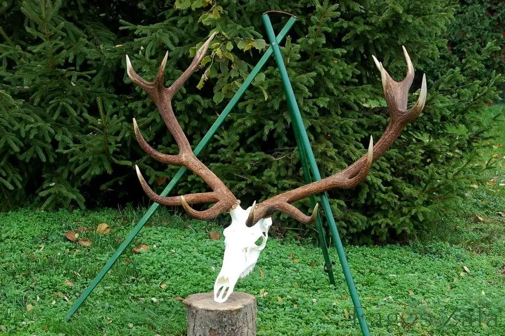 Rothirsch-Trophäe (Schädel mit Geweih)